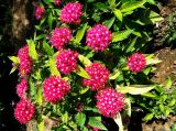 Pentas lanceolata