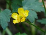 Ranunculus acris