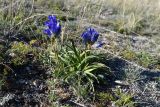 Gentiana decumbens. Цветущее и плодоносящее растение. Иркутская обл., оз. Байкал, о. Ольхон, мыс Ташкай, степь. 27 августа 2022 г.