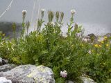 Cardamine uliginosa