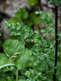 Thalictrum minus