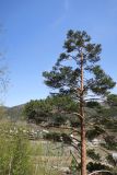 Pinus sylvestris. Крона. Бурятия, Иволгинский р-н, у ж.-д. моста, склон на левом берегу реки Селенга. 22.05.2023.