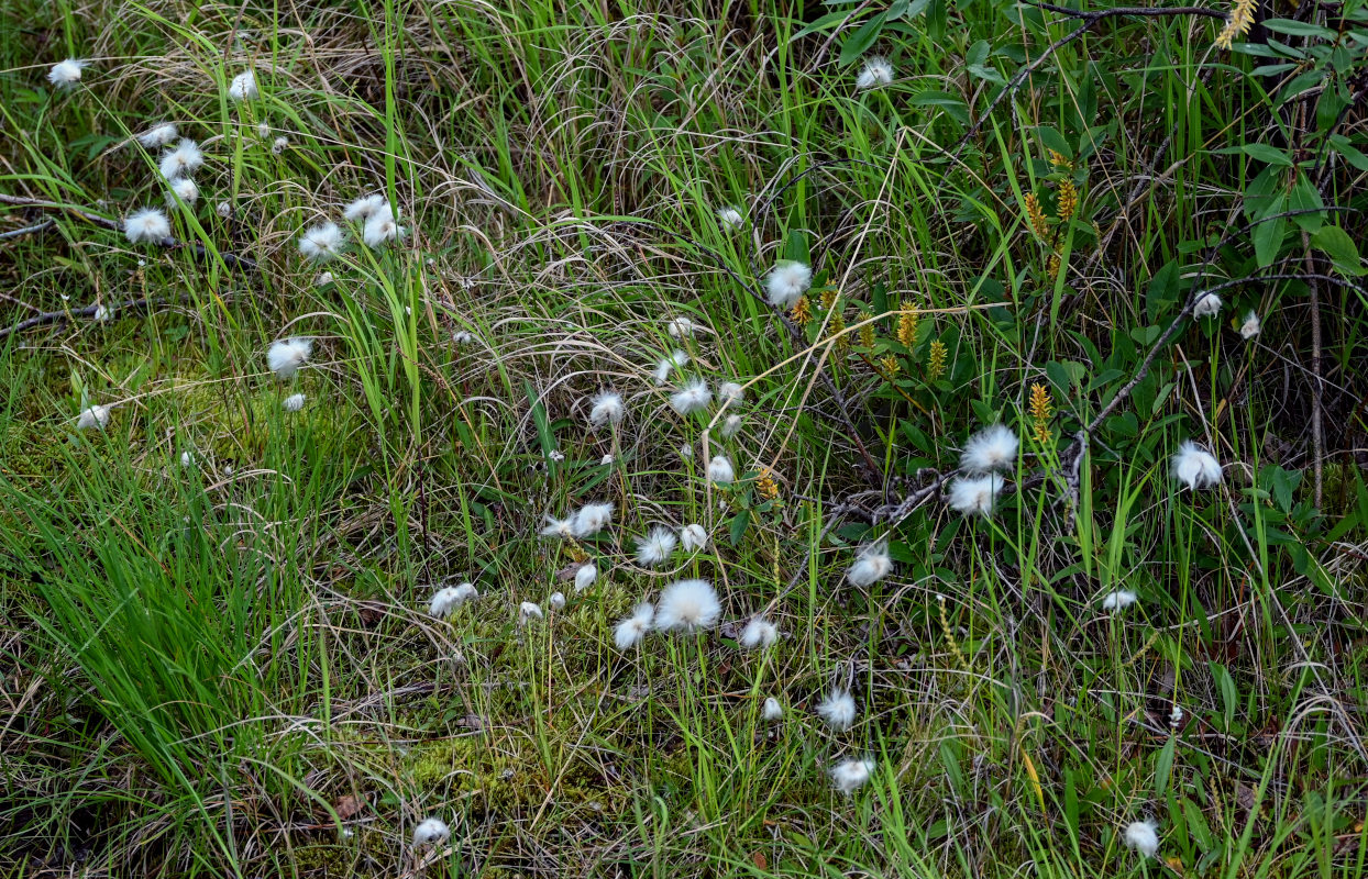 Изображение особи Eriophorum scheuchzeri.