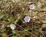 Hepatica nobilis