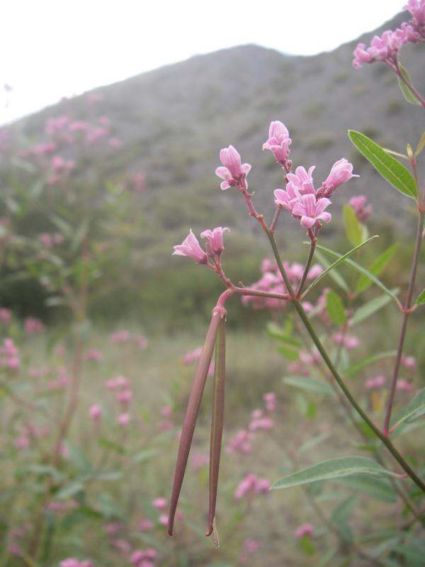 Изображение особи Trachomitum lancifolium.