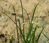 Allium sabulosum. Верхушка цветущего растения. Казахстан, Алматинская обл., Жамбылский р-н. 13.05.2011.