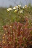 Drosera rotundifolia