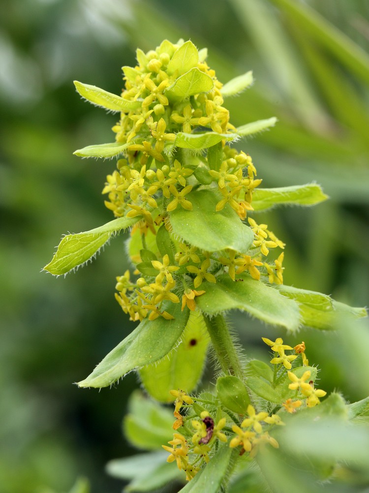 Изображение особи Cruciata laevipes.