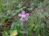 Dianthus campestris