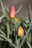 Tulipa lemmersii