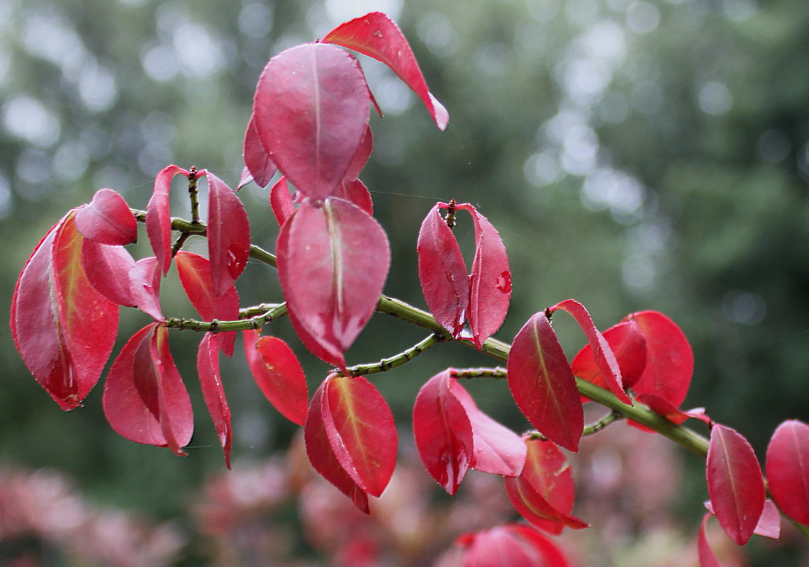 Изображение особи Euonymus alatus.