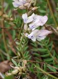 Oxytropis sordida