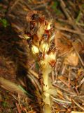 Hypopitys monotropa. Плодоносящее растение. Украина, Львовская обл., Бориславский горсовет, хвойный лес возле пгт Сходница. 13.08.2012.