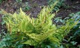 Dryopteris erythrosora