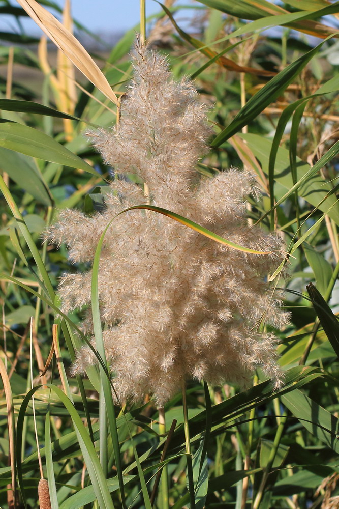 Изображение особи Phragmites australis.