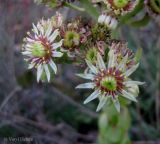 род Sempervivum. Цветки. Украина, Хмельницкая обл., г. Каменец-Подольский, у обрыва каньона р. Смотрич. 22 сентября 2013 г.