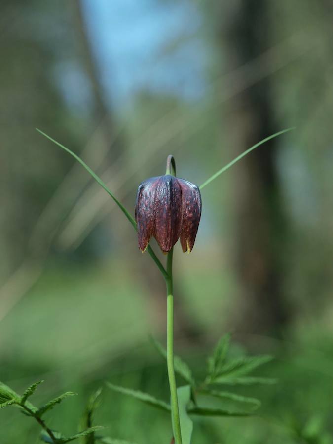 Изображение особи Fritillaria meleagris.