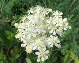 Filipendula vulgaris