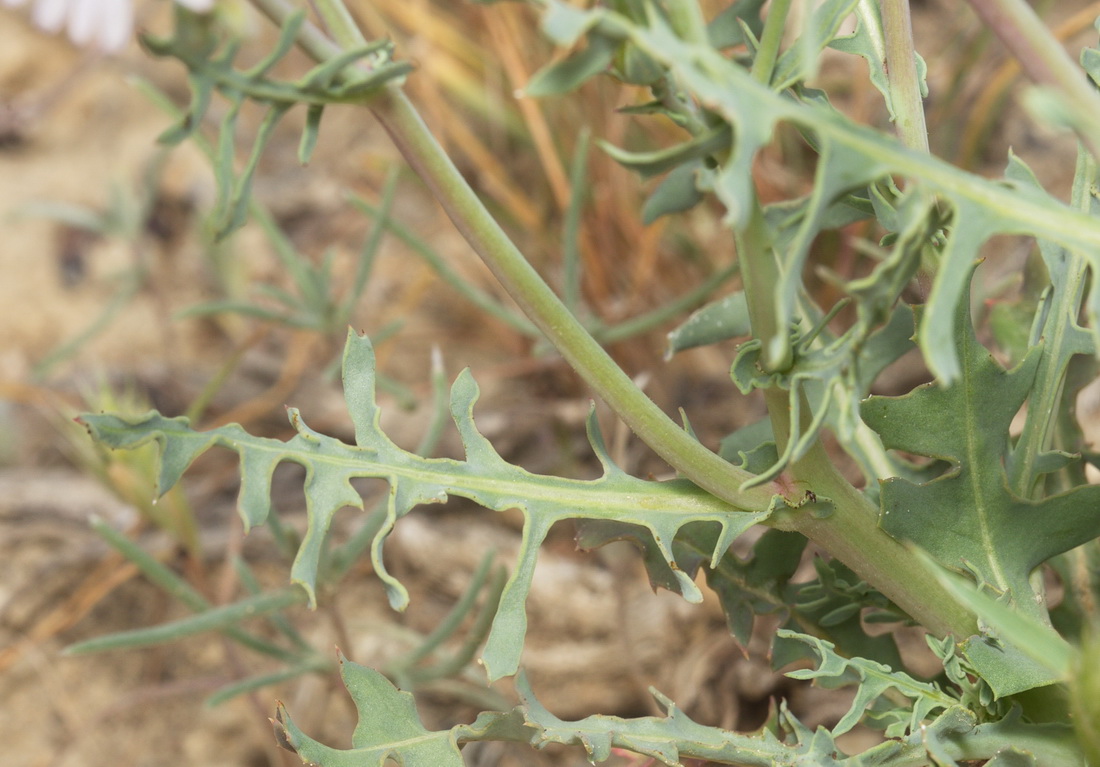 Изображение особи Lactuca undulata.