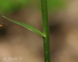 Platanthera bifolia