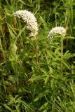 Lysimachia barystachys. Цветущее растение. Приморский край, Шкотовский р-н, окр. с. Романовка, левый берег р. Суходол, луг. 01.07.2014.