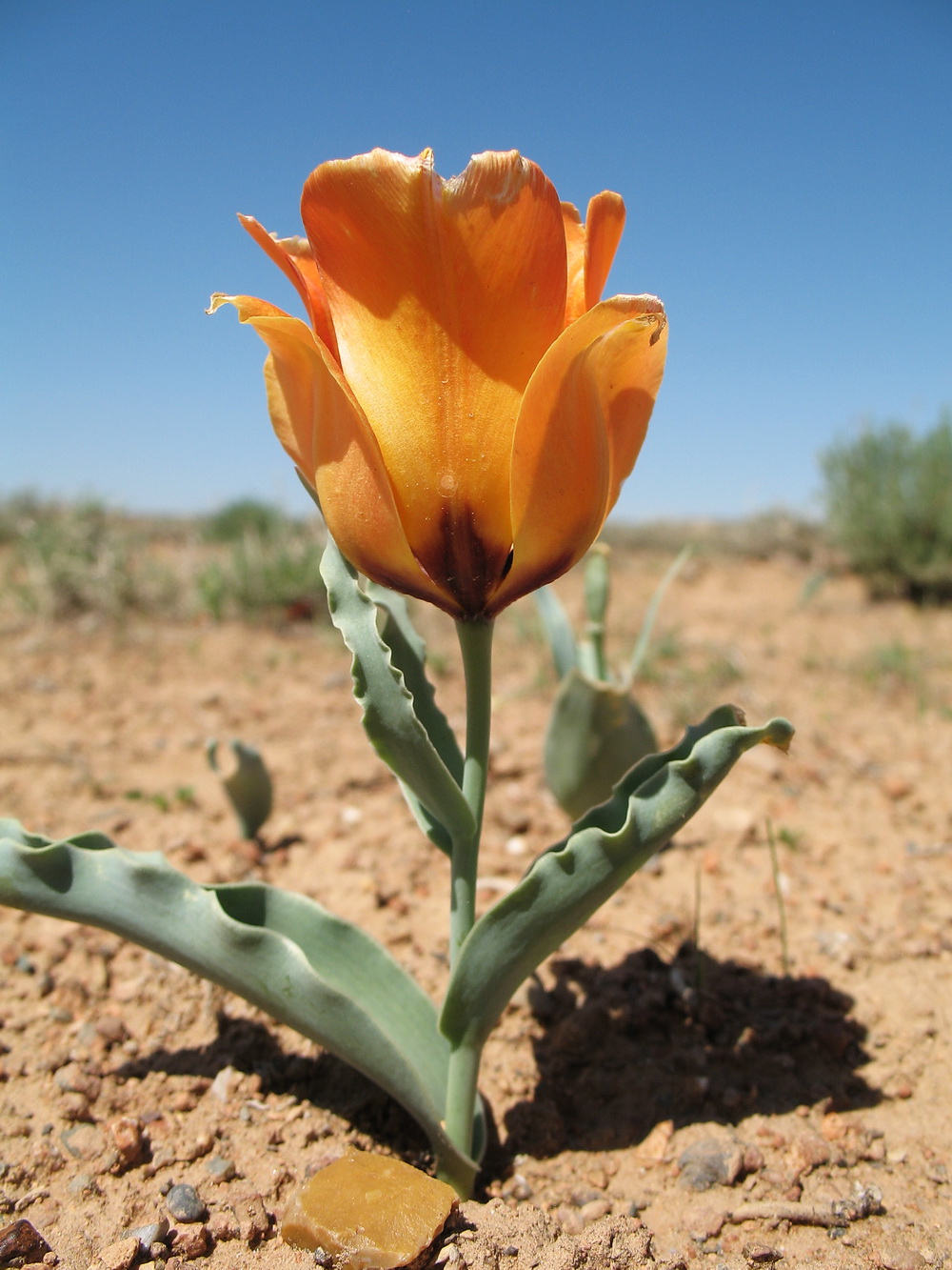 Изображение особи Tulipa borszczowii.