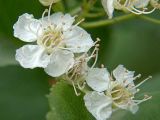 Crataegus sanguinea