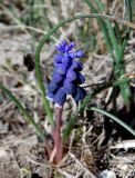 Muscari neglectum