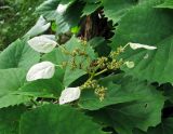 Schizophragma hydrangeoides. Соцветие. Сахалинская обл., Южно-Курильский р-н, о-в Кунашир, правый борт долины р. Северянка, у дороги. 14.08.2014.