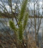 genus Salix