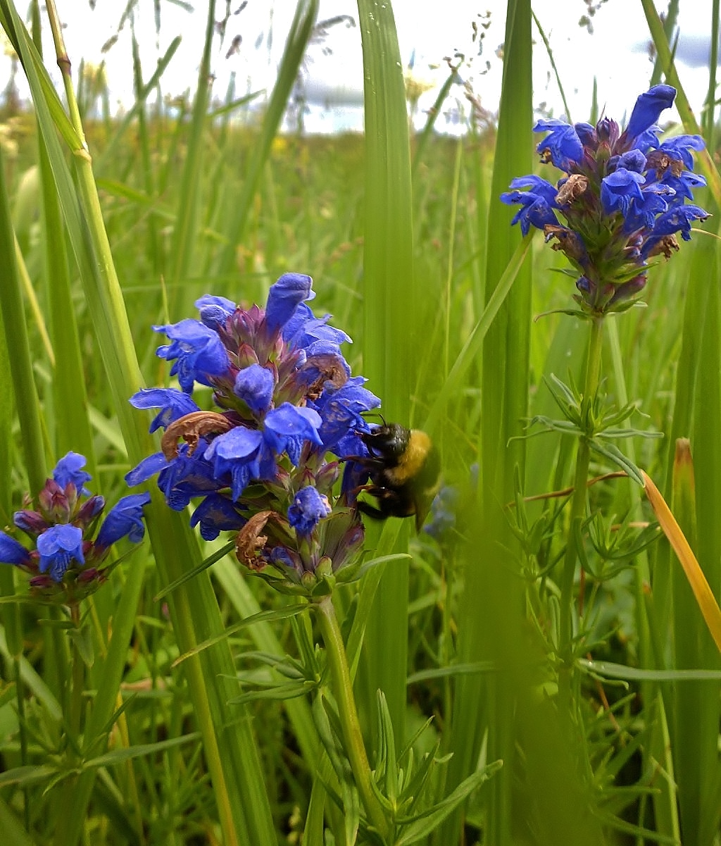 Изображение особи Dracocephalum ruyschiana.