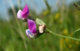 Lathyrus hirsutus