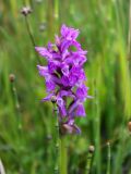 род Dactylorhiza