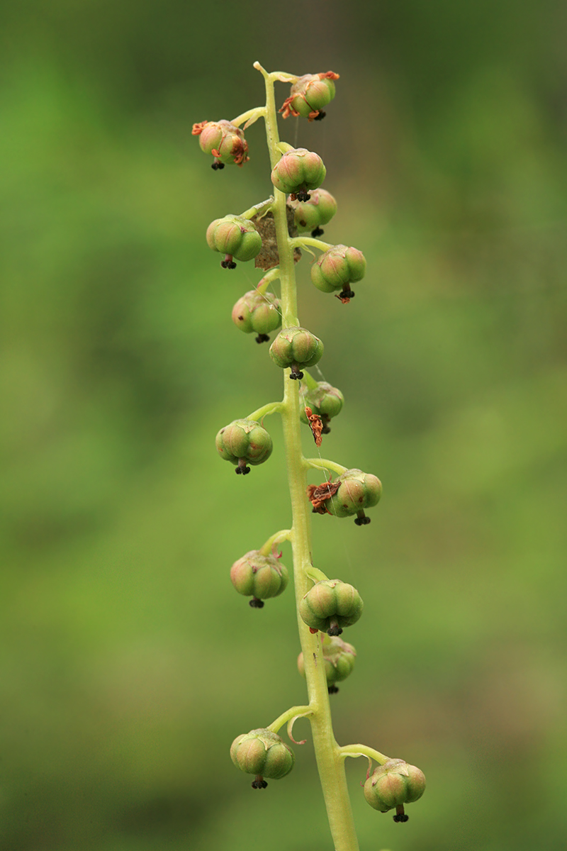 Image of Pyrola minor specimen.