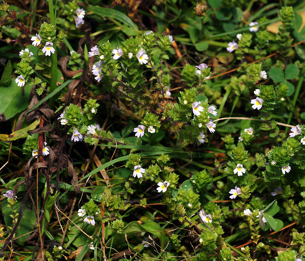 Изображение особи род Euphrasia.