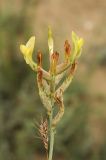 Astragalus bossuensis. Отцветающее соцветие (внизу соплодия Poa crispa). Казахстан, хр. Каратау, пер. Куюк, на каменисто-лёссовых буграх. 23.05.2016.