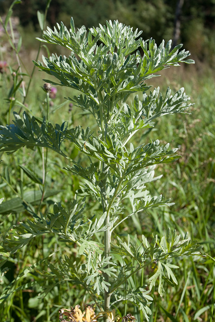 Изображение особи Artemisia absinthium.