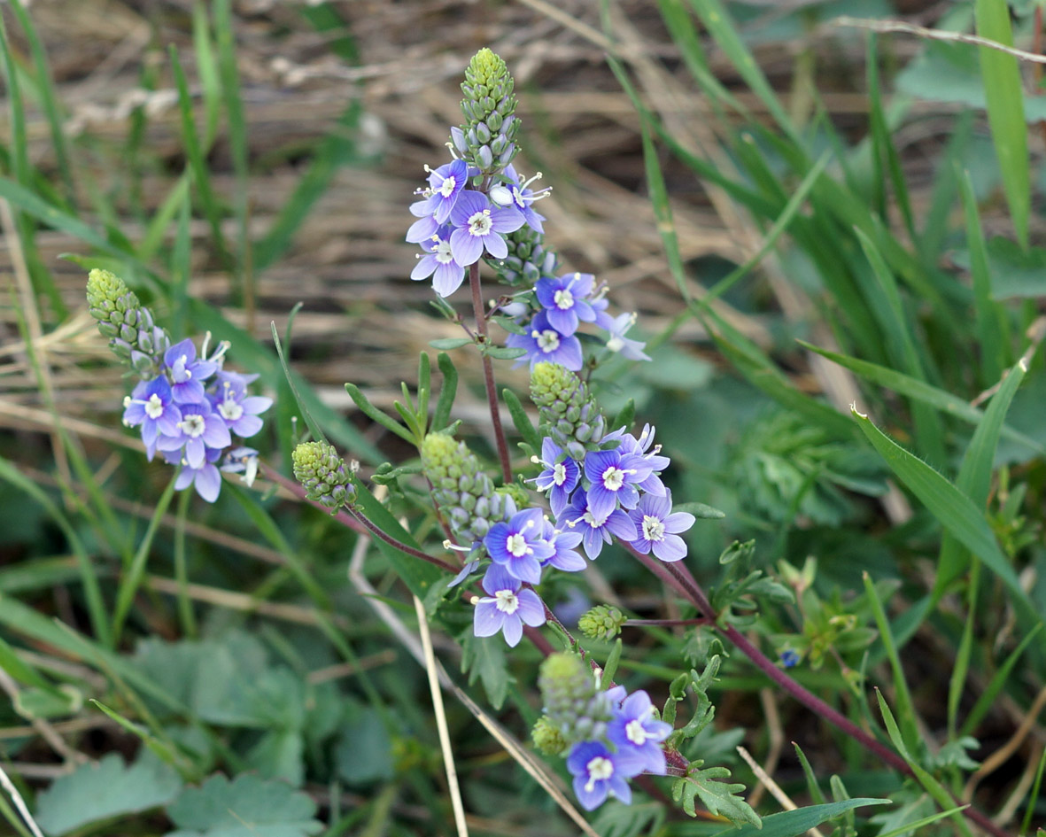 Изображение особи Veronica multifida.