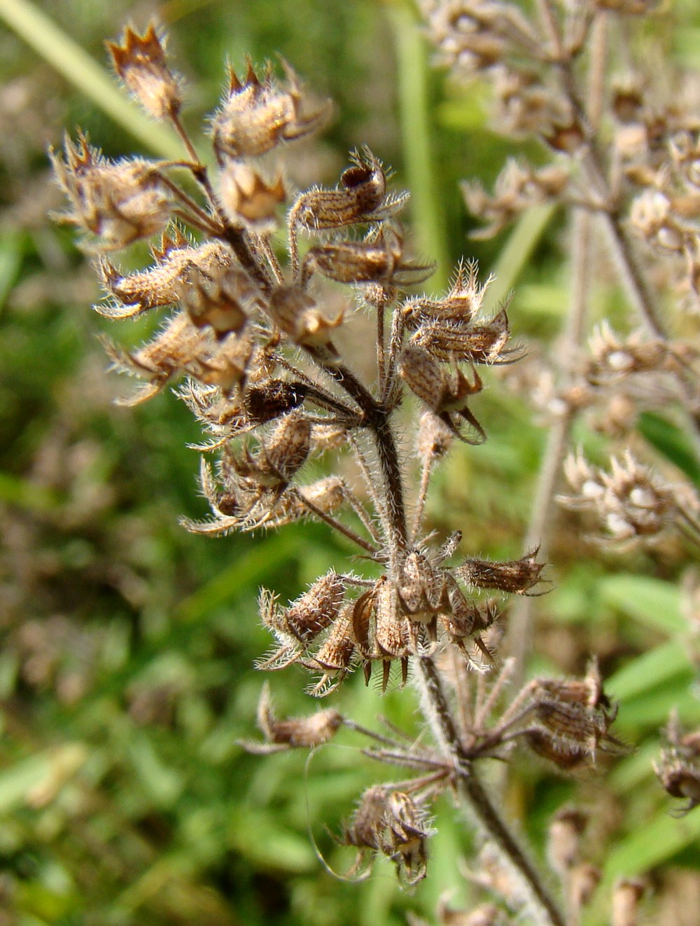 Image of Thymus marschallianus specimen.