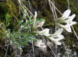 Astragalus permiensis