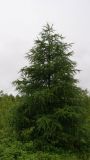 Larix sibirica