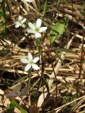 Anemone debilis. Верхушки цветущих растений. Магаданская обл., окр. г. Магадан, пос. Снежная Долина, бассейн р. Дукча, пойменный лиственничник. 14.06.2014.