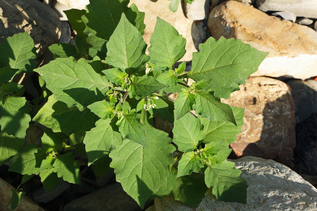 Изображение особи Solanum nigrum.