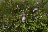 Epilobium algidum