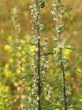 Artemisia integrifolia