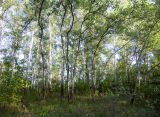 Populus alba