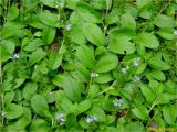 Veronica officinalis. Побеги растений, создающие сплошной покров. Украина, Ивано-Франковская обл., Болеховский горсовет, Поляницкий сельсовет, Поляницкий региональный ландшафтный парк, урочище Выдрына, буковый лес. 11.06.2018.