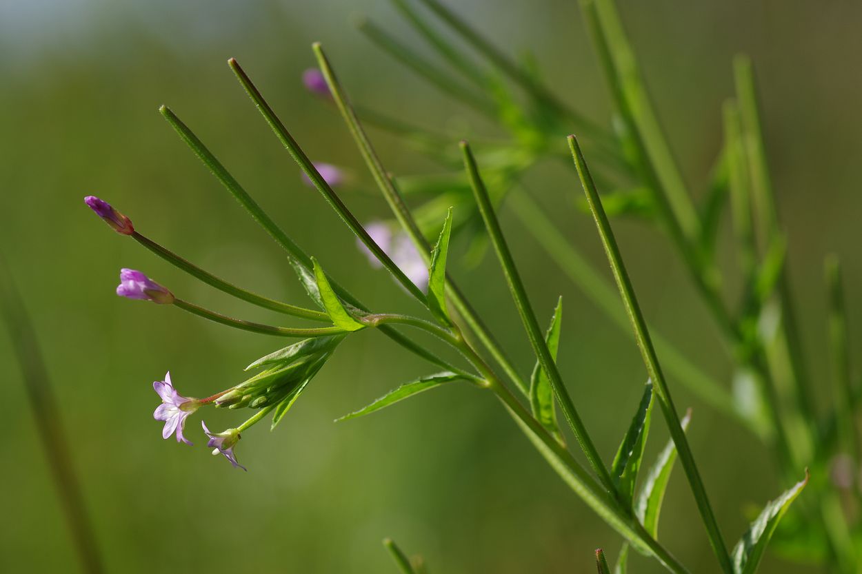 Image of Epilobium adenocaulon specimen.