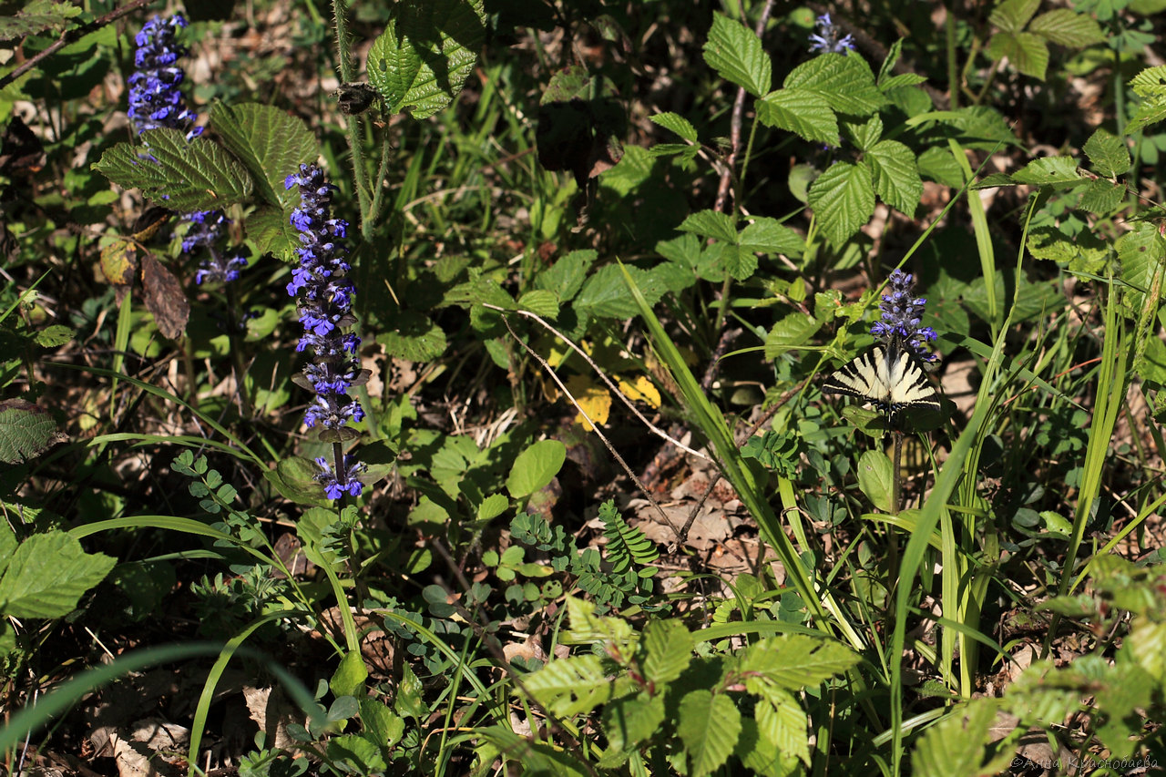 Image of Ajuga reptans specimen.