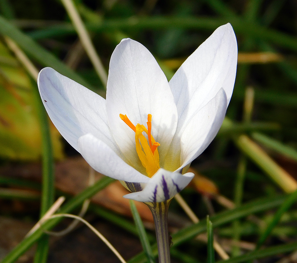 Изображение особи Crocus reticulatus.